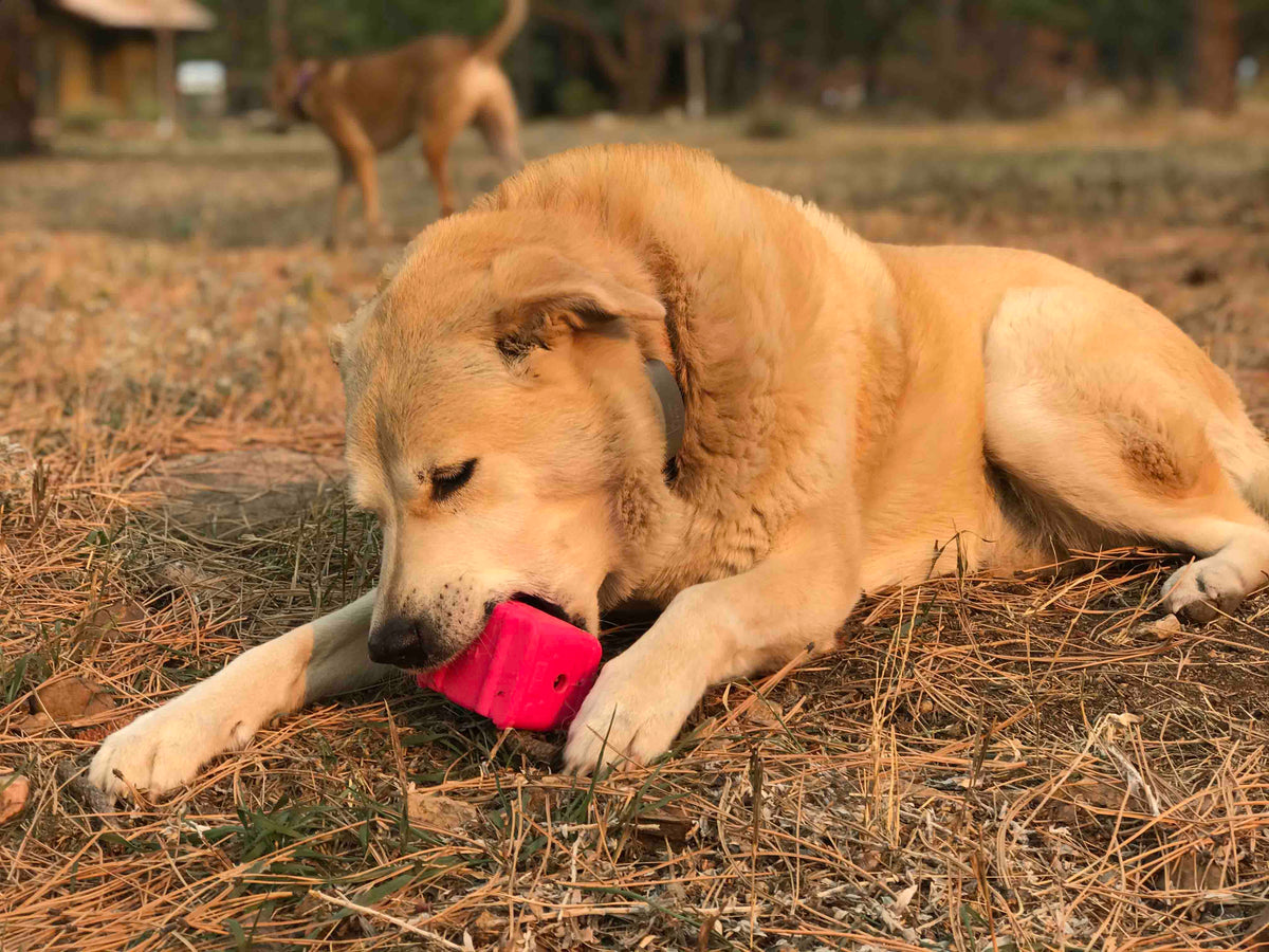 Surf's Up Retro Van Dog Toy - Durable Chew Toy for Large Dogs | USA Made