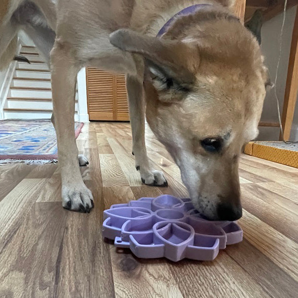 Mandala Softie eTray Shallow Slow Feeder Dog Bowl with Suction Cups | USA Made