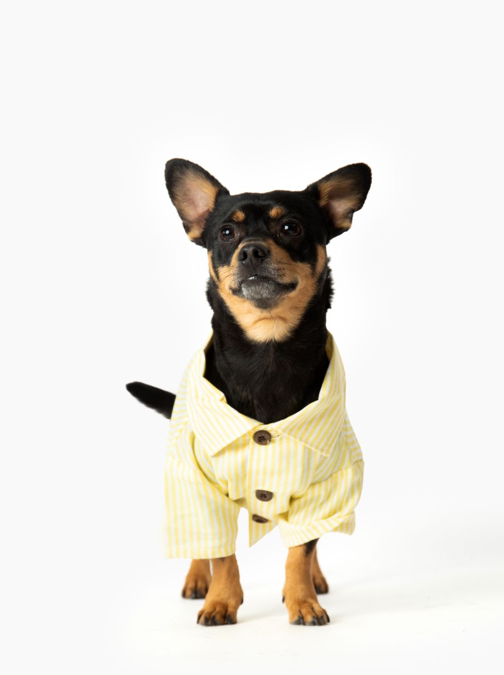 Nantucket Set matching adult & pet apparel detail 3