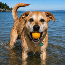 Squeak Ball - Durable Squeaky Dog Toy, Floats, Chew Toy | USA Made