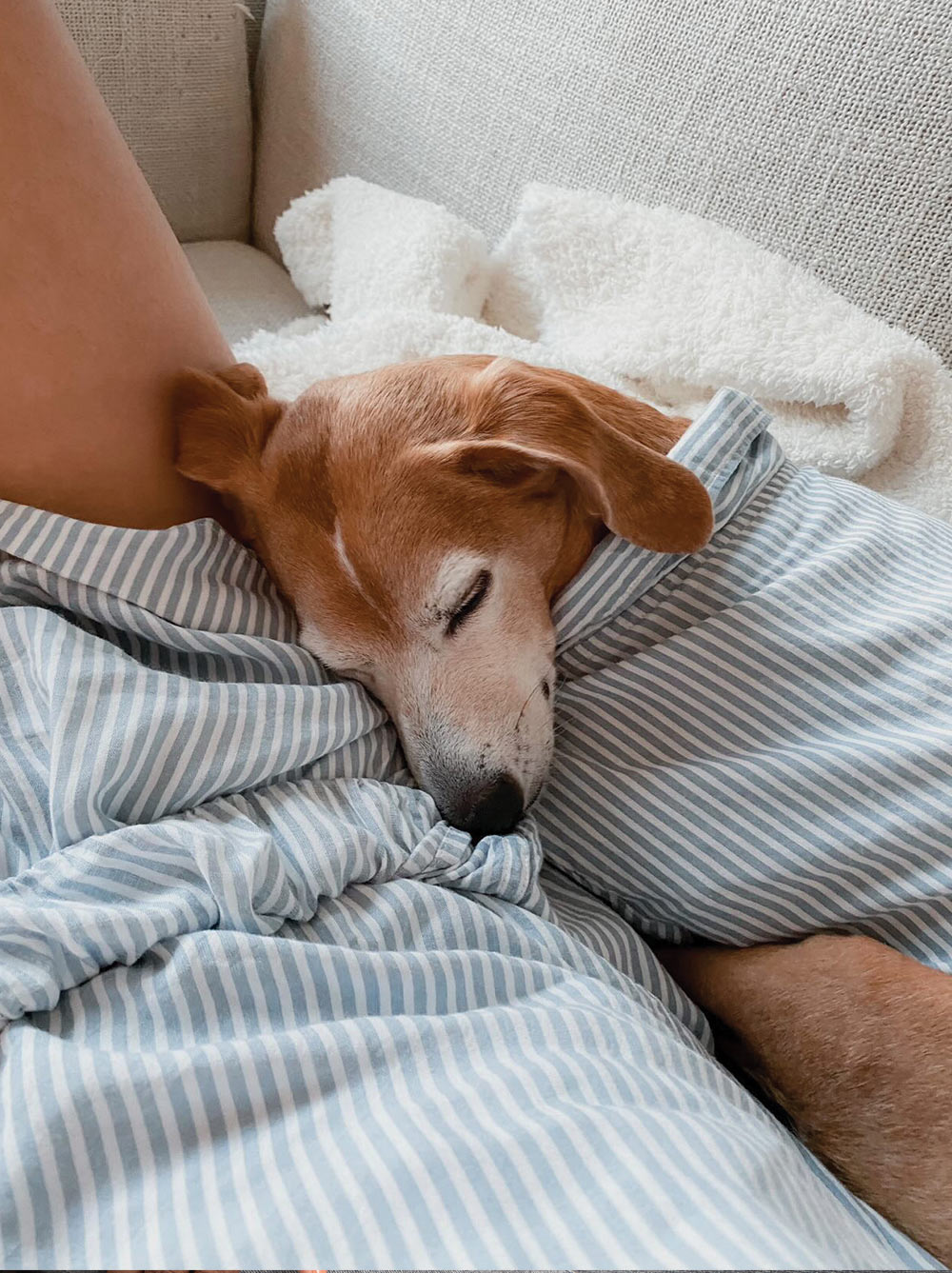 Hamptons Set matching adult & pet apparel