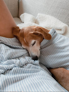 Hamptons Set matching adult & pet apparel