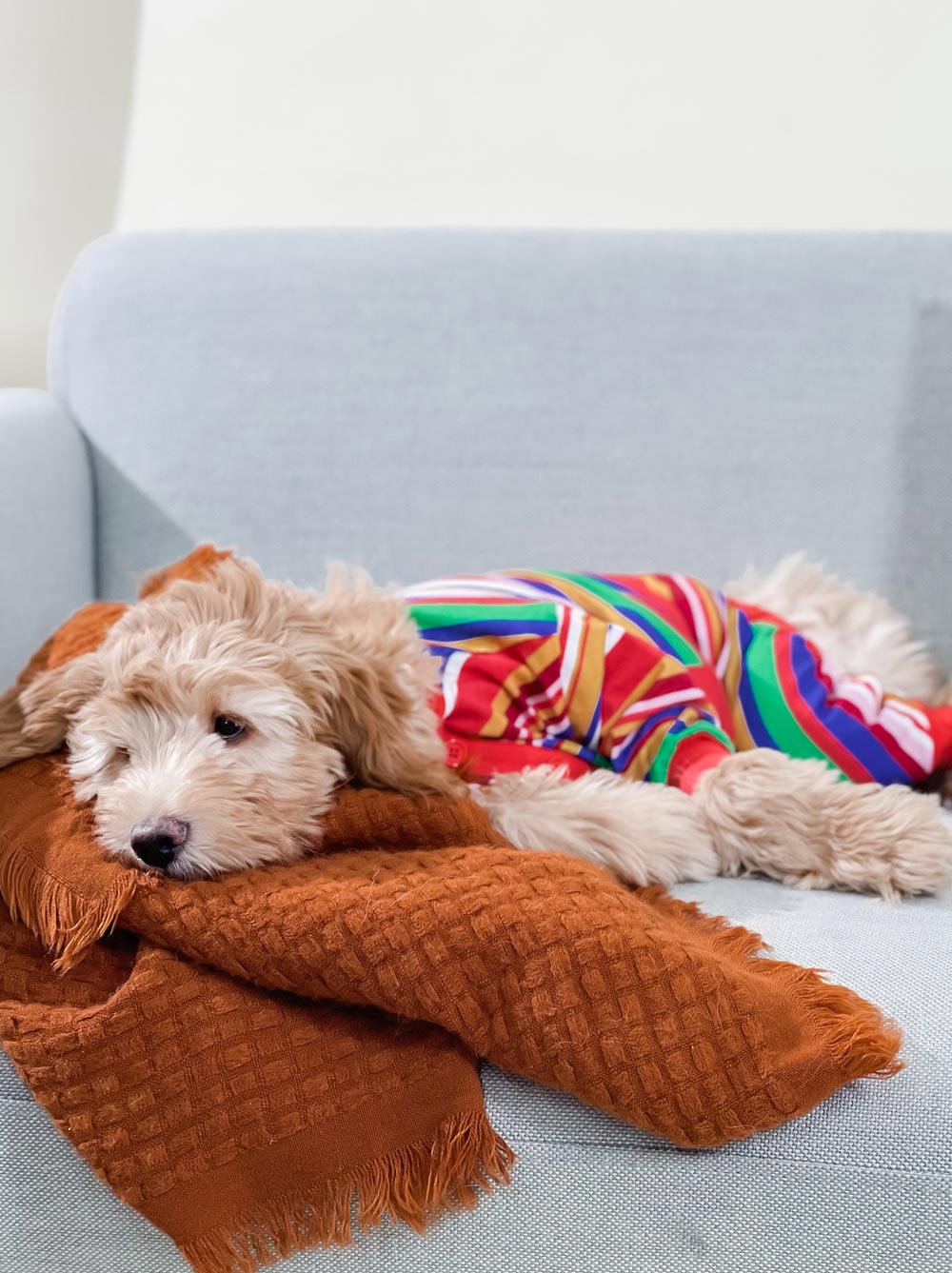 Groovin' Retro Pajama matching adult & pet apparel