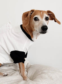 Classique Baseball Tee (Only Dog Sizes Left) pet apparel