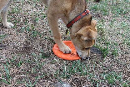 Bottle Top Flyer Rubber Frisbee for Dogs | Orange | Vet Approved | USA Made