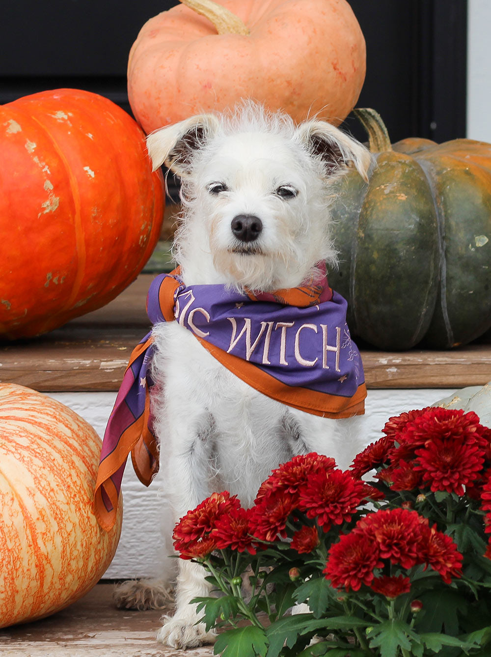 Basic Witch Bandana pet bandana
