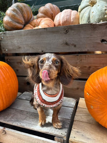 Foxy Sweater pet apparel detail 6