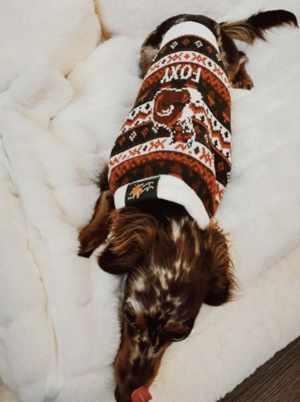 Foxy Sweater pet apparel