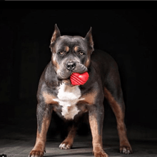 Heart on a String Dog Toy - Durable Rubber Tug Toy for Large Dogs | USA Made